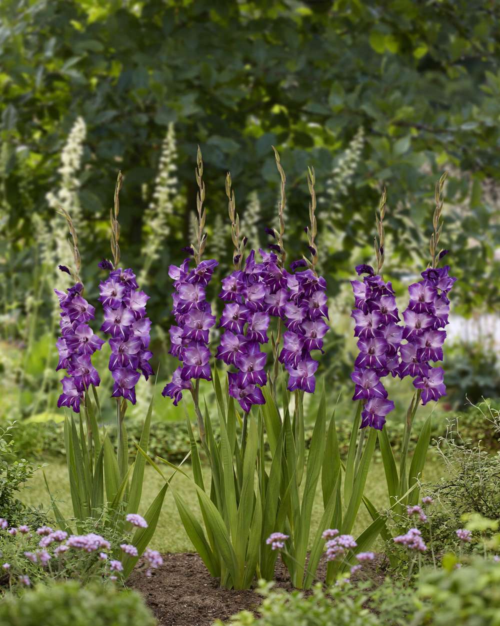 Gladiolus 'Hallowy®'